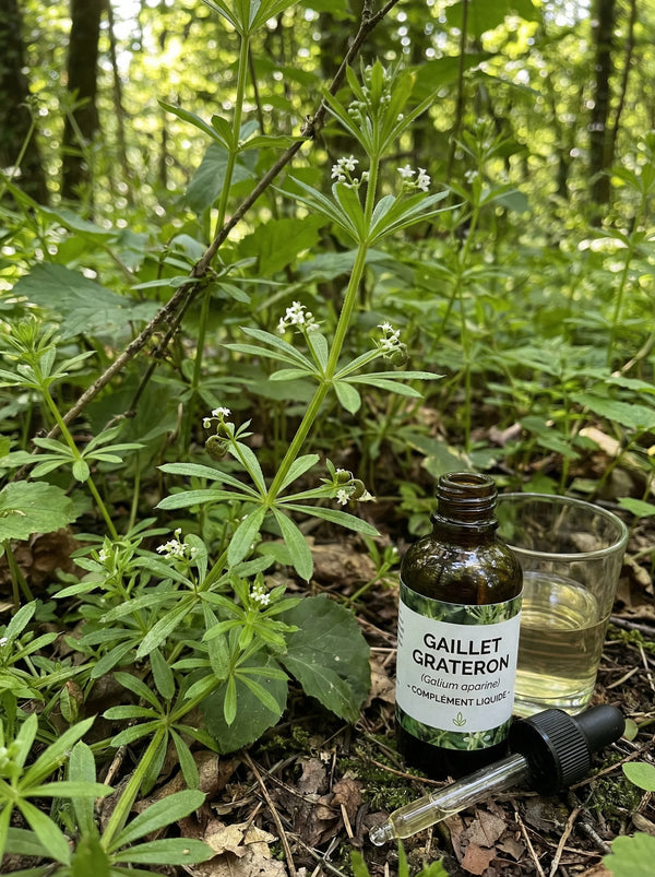 GAILLET GRATERON (Galium aparine)