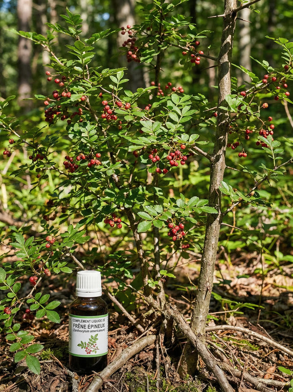 FRÊNE ÉPINEUX (Zanthoxylum americanum)
